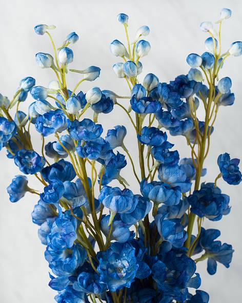 Blue Blue Delphinium Stems, Bundle of 4